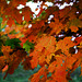 red orange maple