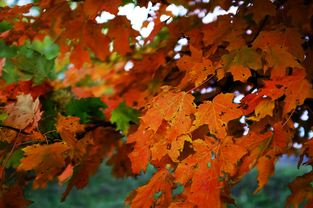 red orange maple