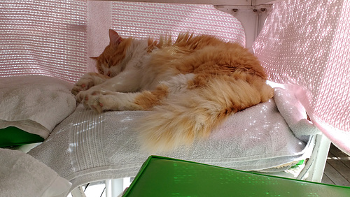 Raphael under the table
