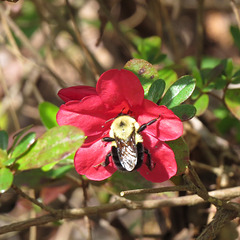 Azalea flower with bumblebee