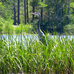 Great blue heron