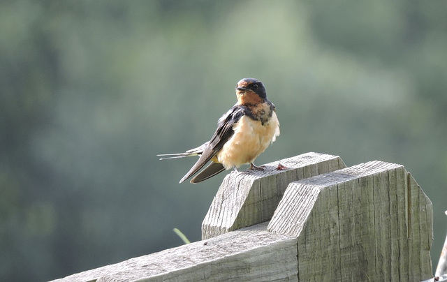 Barn Swallows