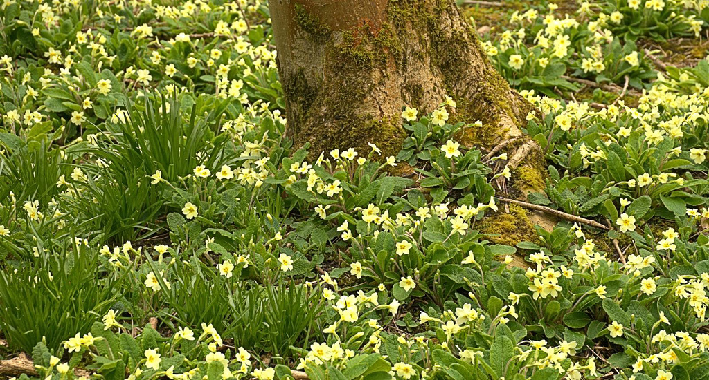 Small part of the bed of primroses. Rising Sun Country Park, N.Tyneside