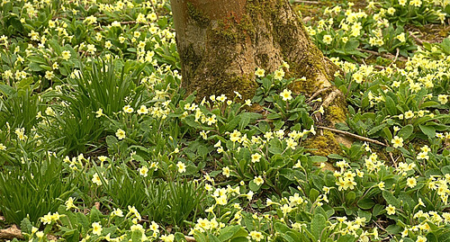 Small part of the bed of primroses. Rising Sun Country Park, N.Tyneside