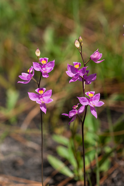 Calopogon multiflorus (Many-flowered Grass-pink orchid)