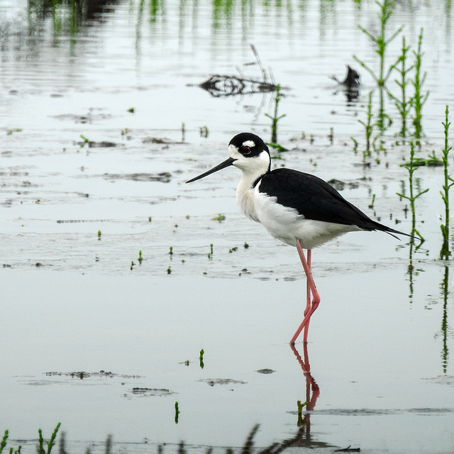 Day 2, Black-necked Stilt, Rockport, Texas