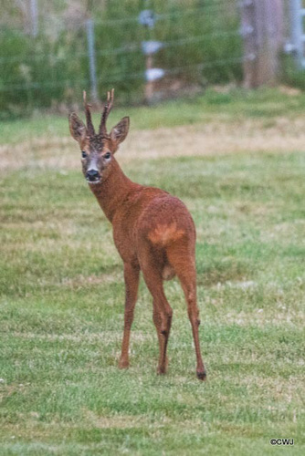 Roe deer Buck late evening grazing on the lawn! 400mm 1/20 sec 12800 ISO f5.6 No Tripod! Finally hearing the click of the shutter...