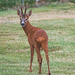 Roe deer Buck late evening grazing on the lawn! 400mm 1/20 sec 12800 ISO f5.6 No Tripod! Finally hearing the click of the shutter...