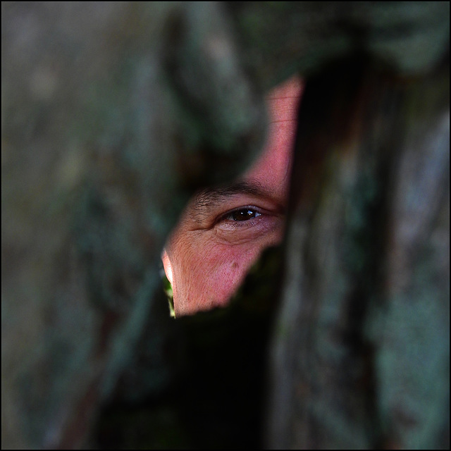 Holzauge.... Holzauge....