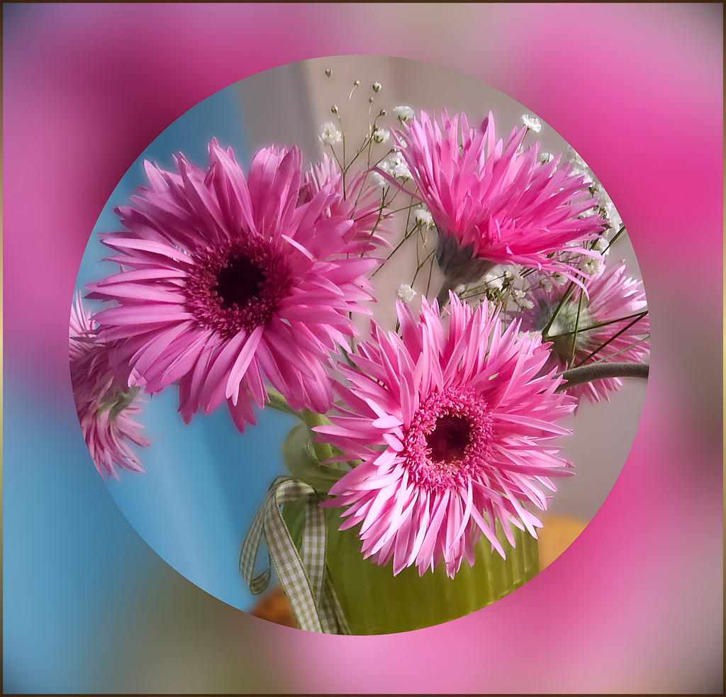 Gerbera