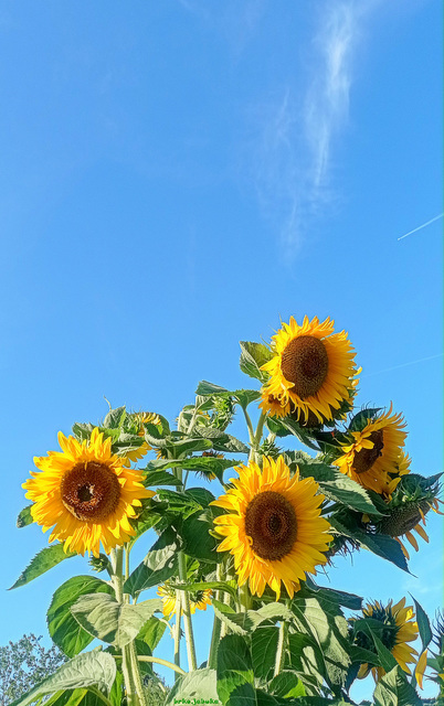 Sunflowers