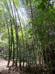 DSC01464 - bambu-gigante Dendrocalamus giganteus, Poaceae