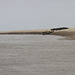 Phoques dans la baie de Somme