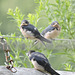 Barn Swallows