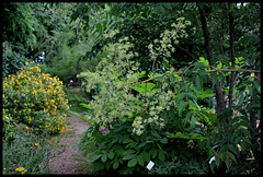 Aralia spinosa - aralia épineuse, en fleur