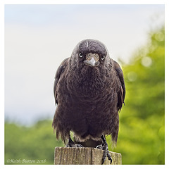 Grumpy Jackdaw