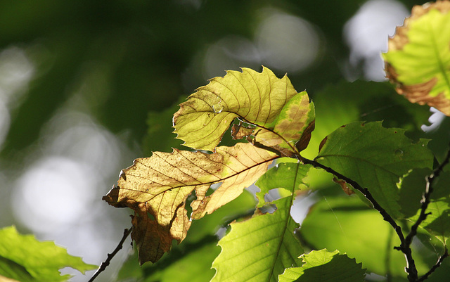 Automne premiers symptômes