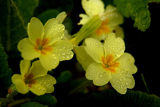 Woodland Primroses With Drops Of Morning Dew