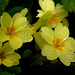 Woodland Primroses With Drops Of Morning Dew