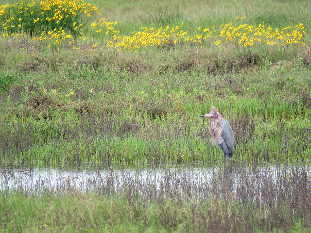 Day 2, Reddish Heron, Rockport