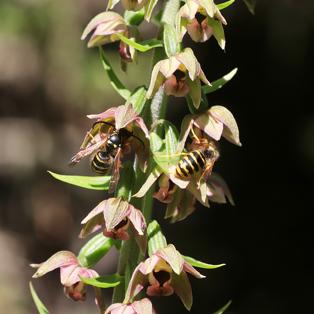 eleborine violacea