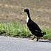 Entkommen :) Swedish black ducks (PiPs)