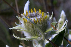 Arrowleaf Balsamroot