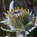 Arrowleaf Balsamroot