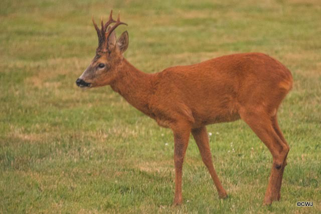 Roe deer Buck late evening grazing on the lawn! 400mm 1/20 sec 12800 ISO f5.6 No Tripod!