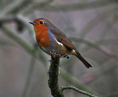 Wee Robin