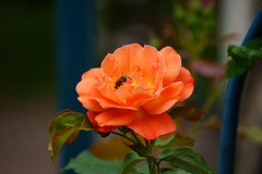 Orangefarbene Rose mit Gast