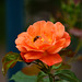 Orangefarbene Rose mit Gast