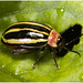 IMG 2615 Beetle