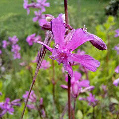 Gewöhnliche Pechnelke (Silene viscaria)