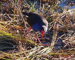 Purple swamp hen