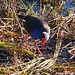 Purple swamp hen