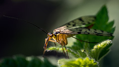Scorpion Fly