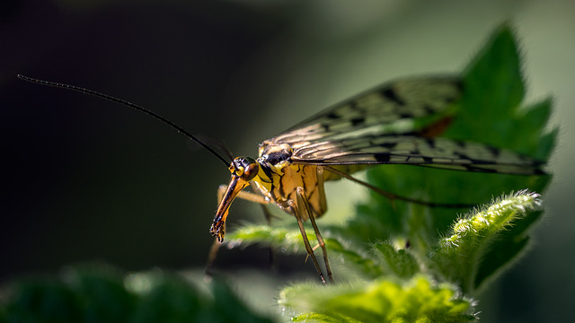 Scorpion Fly