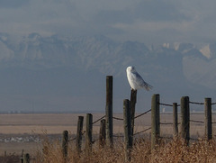 Snowy Owl with mountain bokeh