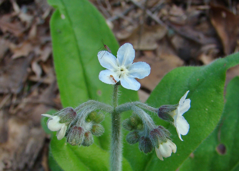 True Forget-me-not