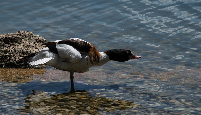 parc des oiseaux Villars les Dombes