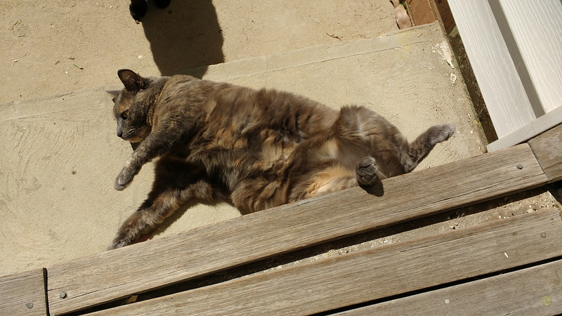 Josie and Midnight's shadow