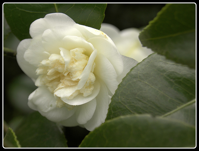 Camellia japonica