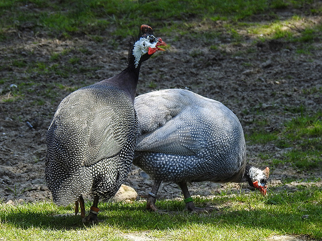 20170615 1960CPw [D~MS] Perlhuhn, Zoo Münster