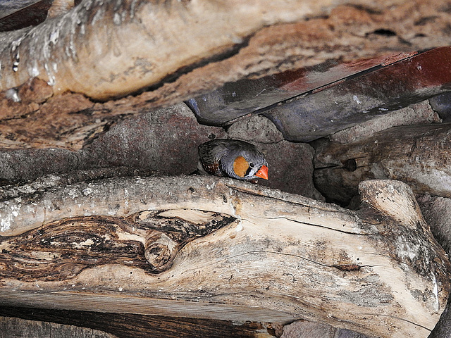 20170527 1729CPw [D~LIP] Zebrafink (Taeniopygia guttata), Vogelpark Detmold-Heiligenkirchen