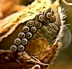Anyone know which insect these eggs belong to please?