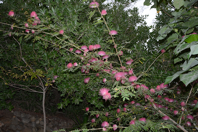 Israel, Eilat, Albizia Julibrissin in the Botanical Garden