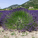 Couleurs lavande près de Richerenches (Drôme ).