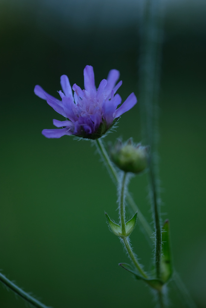 DSCF2666