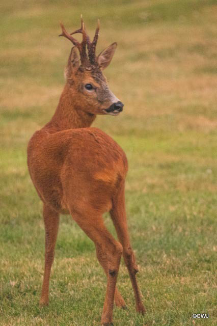 Roe deer Buck late evening grazing on the lawn! 400mm 1/20 sec 12800 ISO f5.6 No Tripod